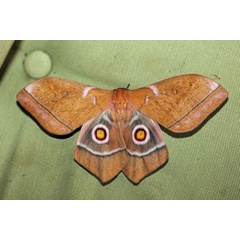 /filer/webapps/moths/media/images/O/obscura_Imbrasia_A_Voaden_01.jpg