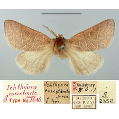 /filer/webapps/moths/media/images/R/roseotincta_Ichthyura_HT_TMSA.jpg