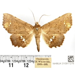 /filer/webapps/moths/media/images/C/connubens_Episparis_AF_BMNH.jpg