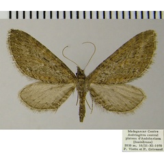 /filer/webapps/moths/media/images/G/griveaudi_Eupithecia_AM_ZSM.jpg