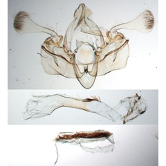 /filer/webapps/moths/media/images/U/uncinatus_Borolia_GMST_BMNH_9545.jpg