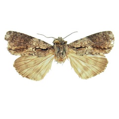 /filer/webapps/moths/media/images/F/forsteri_Megalonycta_HT_ZSM.jpg