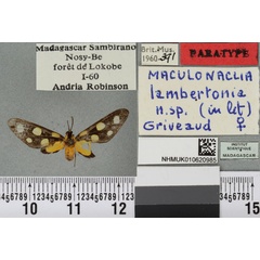 /filer/webapps/moths/media/images/L/lambertoni_Maculonaclia_PTF_BMNHa.jpg