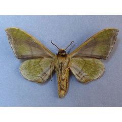 /filer/webapps/moths/media/images/V/virescens_Chloroclanis_A_Baron_02.jpg
