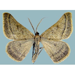 /filer/webapps/moths/media/images/C/carnea_Palaeaspilates_AM_ZSMa.jpg