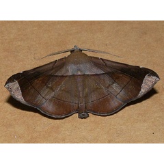 /filer/webapps/moths/media/images/A/apicata_Gorua_A_Goff_02.jpg