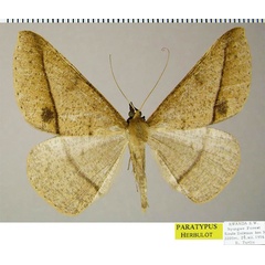 /filer/webapps/moths/media/images/O/oreades_Conolophia_PTM_ZSM.jpg