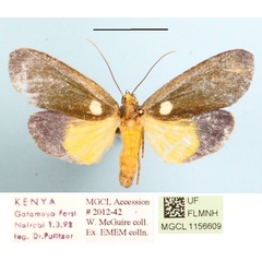 /filer/webapps/moths/media/images/V/viridis_Carpostalagma_A_MGCLa_01.JPG