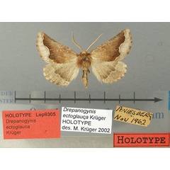 /filer/webapps/moths/media/images/E/ectoglauca_Drepanogynis_HT_TMSA.jpg