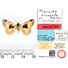 /filer/webapps/moths/media/images/T/truncata_Marcipa_HT_BMNH.jpg