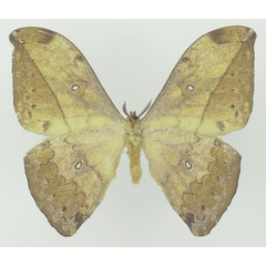 /filer/webapps/moths/media/images/A/adaurata_Pselaphelia_HT_Basquinb.jpg