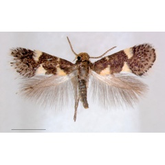 /filer/webapps/moths/media/images/C/capensis_Holocacista_HT_RNHL.jpg