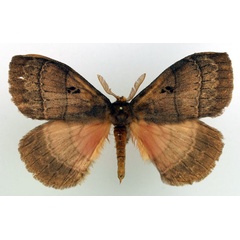 /filer/webapps/moths/media/images/S/sidamoensis_Rhodopteriana_AM_Basquin.jpg