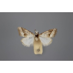 /filer/webapps/moths/media/images/T/tineoides_Nola_HT_BMNH.jpg