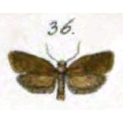 /filer/webapps/moths/media/images/P/perochreana_Tortrix_HT_HS-36.jpg