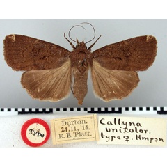 /filer/webapps/moths/media/images/U/unicolor_Callyna_HT_BMNH.jpg