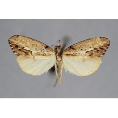/filer/webapps/moths/media/images/B/butleri_Exilisia_A_BMNH.jpg