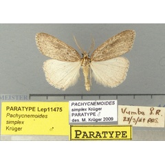 /filer/webapps/moths/media/images/S/simplex_Pachycnemoides_PTM_TMSA.jpg