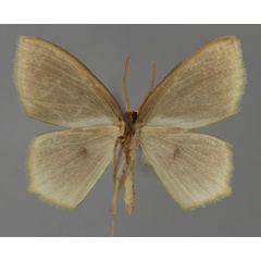 /filer/webapps/moths/media/images/M/malagasy_Maxates_A_ZSM_02.jpg