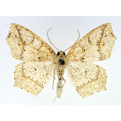 /filer/webapps/moths/media/images/T/termininota_Epigynopteryx_AF_TMSA.jpg