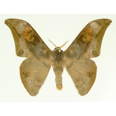 /filer/webapps/moths/media/images/K/kahli_Orthogonioptilum_AM_Basquin.jpg