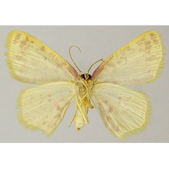 /filer/webapps/moths/media/images/D/doricaria_Chrysocraspeda_AF_ZSMb.jpg