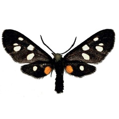/filer/webapps/moths/media/images/A/atricornis_Asinusca_AM_deFreina_03.jpg
