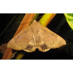 /filer/webapps/moths/media/images/T/trapezoides_Achaea_A_Bippus.jpg