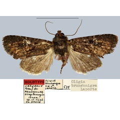 /filer/webapps/moths/media/images/B/bruneonigra_Oligia_HT_MNHN.jpg