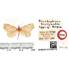 /filer/webapps/moths/media/images/B/bisignata_Paralephana_HT_BMNH.jpg