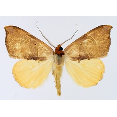 /filer/webapps/moths/media/images/P/phaeodonta_Marcipa_AM_TMSA_02.jpg