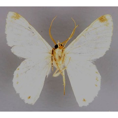 /filer/webapps/moths/media/images/R/rhodozona_Pingasa_A_ZSM_02.jpg