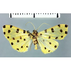 /filer/webapps/moths/media/images/C/catalalis_Dichocrocis_HT_MNHN.jpg
