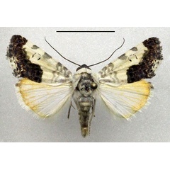 /filer/webapps/moths/media/images/C/chrysoproctis_Acontia_AM_Fiebig.jpg