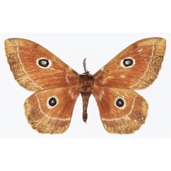 /filer/webapps/moths/media/images/M/menippe_Melanocera_AM_Basquin.jpg