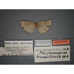 /filer/webapps/moths/media/images/B/brunneitincta_Pusiola_HT_RMCA_02.jpg
