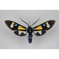 /filer/webapps/moths/media/images/N/nigricincta_Euchromia_HT_BMNH.jpg
