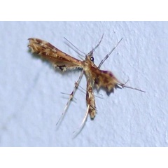 /filer/webapps/moths/media/images/A/anisodactylus_Sphenarches_A_Guyonnet.jpg
