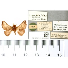 /filer/webapps/moths/media/images/L/lineapunctata_Thosea_HT_BMNH.jpg