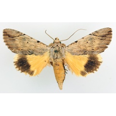 /filer/webapps/moths/media/images/C/catocala_Ulotrichopus_AM_TMSA_02.jpg