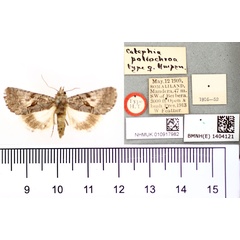 /filer/webapps/moths/media/images/P/poliochroa_Catephia_HT_BMNH.jpg