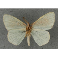 /filer/webapps/moths/media/images/T/trita_Heterorachis_HT_BMNHb.jpg