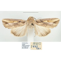 /filer/webapps/moths/media/images/F/fissifascia_Leucania_A_BMNH.jpg