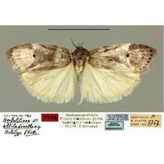/filer/webapps/moths/media/images/A/altitudinella_Herbulotiana_HT_MNHN.jpg