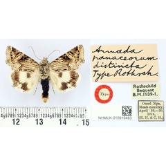 /filer/webapps/moths/media/images/D/distincta_Armada_HT_BMNH.jpg