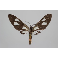 /filer/webapps/moths/media/images/G/goodii_Amata_A_BMNH.jpg