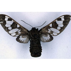 /filer/webapps/moths/media/images/M/melaena_Balacra_HT_BMNH_02.jpg