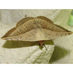 /filer/webapps/moths/media/images/P/pardus_Entomogramma_A_Goff_02.jpg