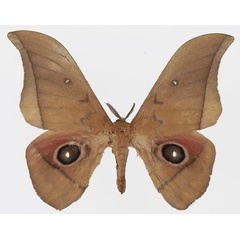 /filer/webapps/moths/media/images/A/acetes_Lobobunaea_AM_Basquin_02.jpg