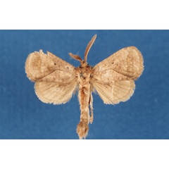 /filer/webapps/moths/media/images/T/timberlakei_Shimonia_HT_Lehmann.jpg
